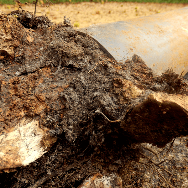 Tree root inside sewage pipe