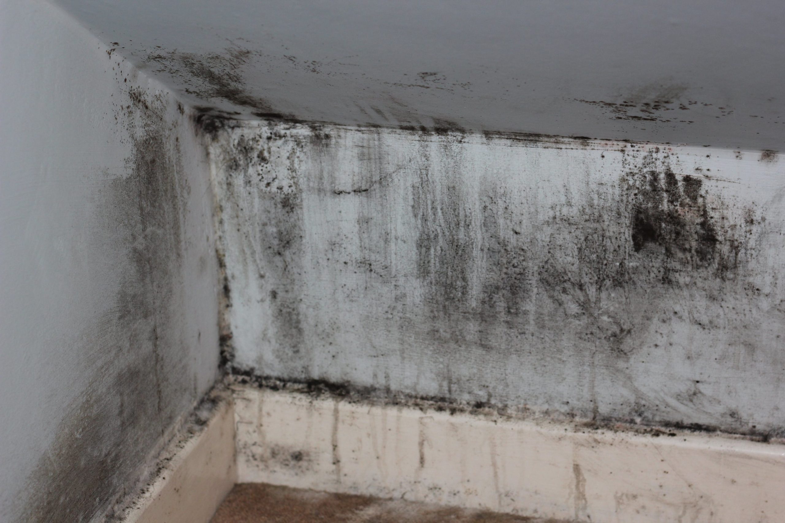 Mould removal services